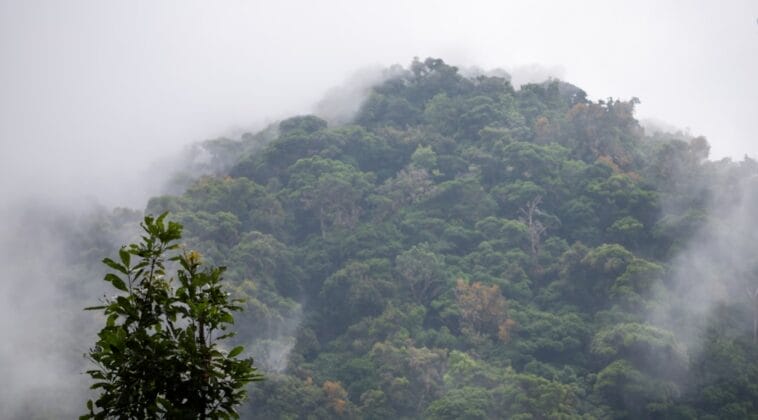 Photo Lush vegetation