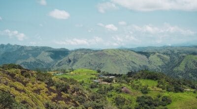 Photo Lush vegetation