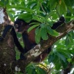 Photo Rainforest canopy