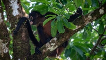 Photo Rainforest canopy