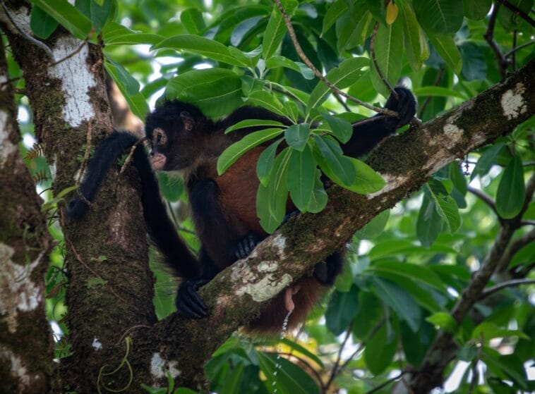 Photo Rainforest canopy