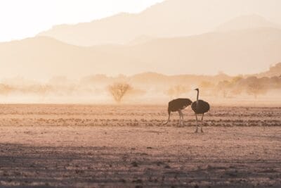 Photo Dry savanna