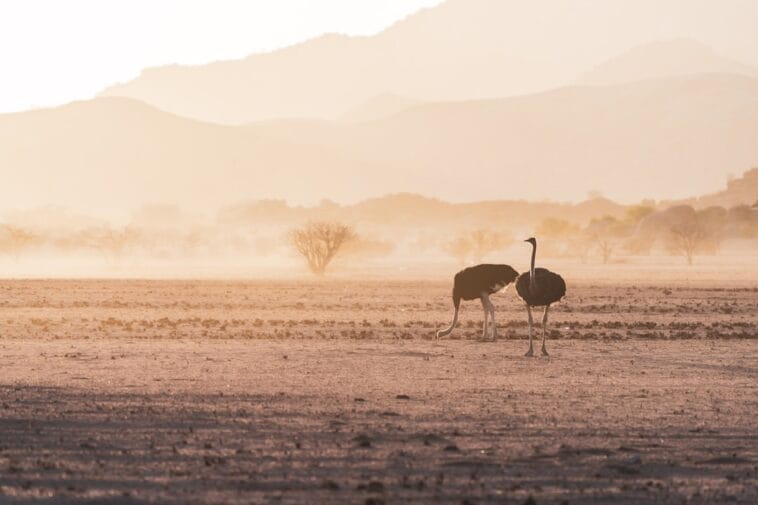 Photo Dry savanna