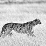 Photo Great Zimbabwe