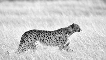 Photo Great Zimbabwe