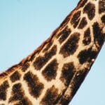 Photo Great Zimbabwe