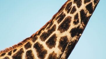 Photo Great Zimbabwe