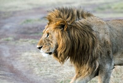 Photo Africa lion