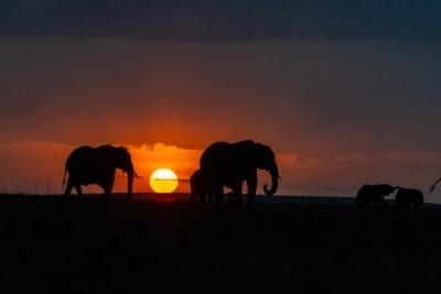 Photo Safari sunset