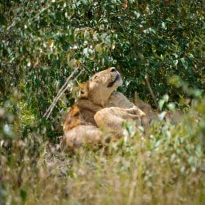 Photo South Africa safari trip