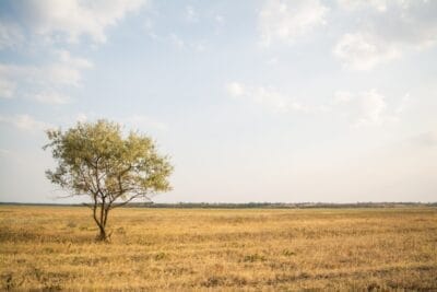 Photo Savannah landscape