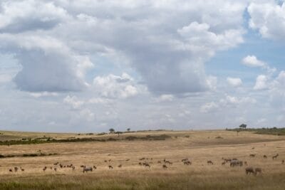 Photo Savannah landscape