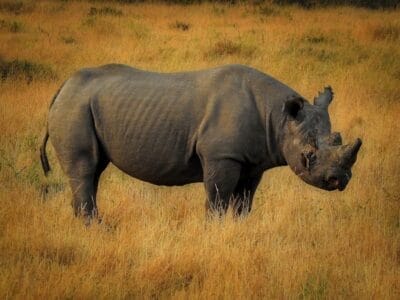 Photo "endangered in Africa"
