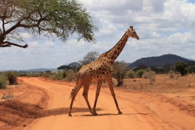 Photo "trip through Africa"
