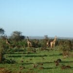 Photo Kensington Tours Africa