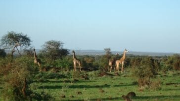 Photo Kensington Tours Africa