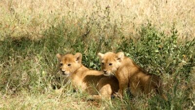 Photo Best luxury family safari Africa