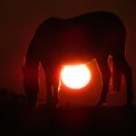 Photo honey moon africa