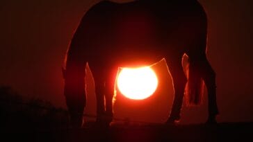 Photo honey moon africa
