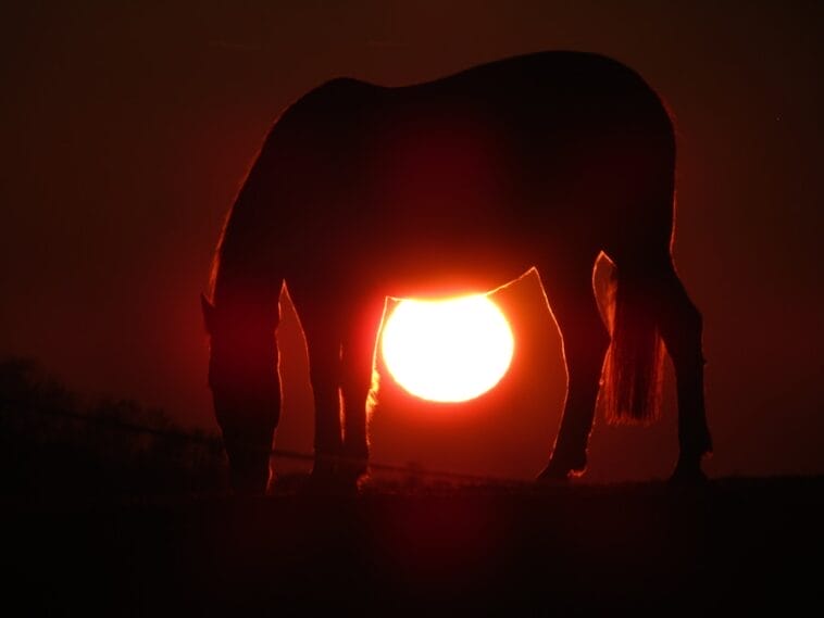 Photo honey moon africa
