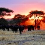 Photo Safari vacations in Africa