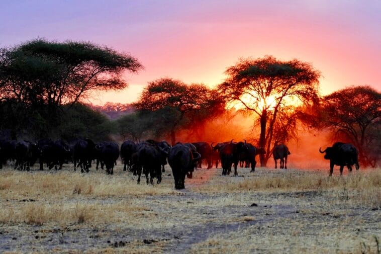 Photo Safari vacations in Africa