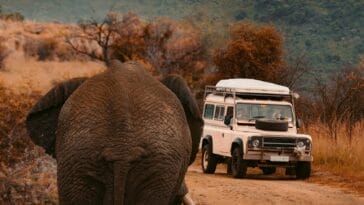Photo Africa safari tour