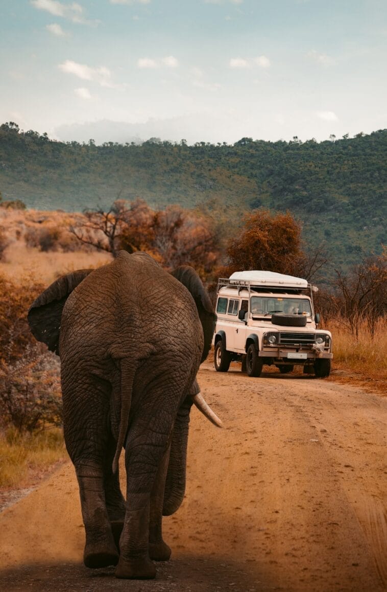 Photo Africa safari tour