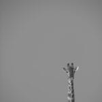 Photo Giraffe in Africa