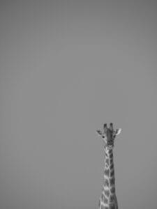 Photo Giraffe in Africa