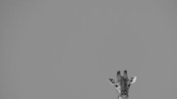 Photo Giraffe in Africa