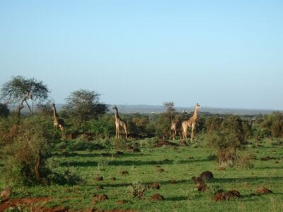 Photo Giraffe in Africa