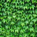 Photo Africa Green Wall