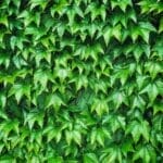 Photo Africa Green Wall