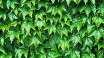 Photo Africa Green Wall