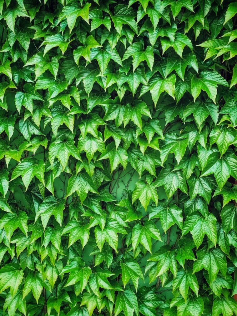 Photo Africa Green Wall