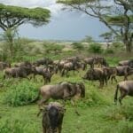 Photo animals in the Serengeti plains of Africa