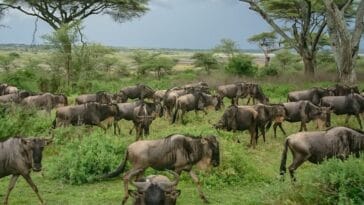 Photo animals in the Serengeti plains of Africa