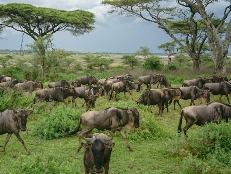 Photo animals in the Serengeti plains of Africa