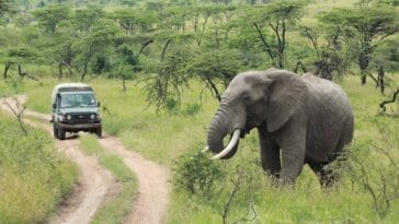 Photo Best luxury Africa tour companies