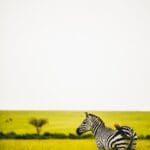 Photo South Africa safari