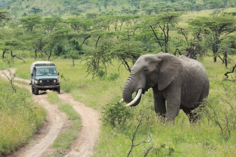 Photo Luxury safari tours in Africa