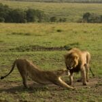 Photo Africa honeymoon
