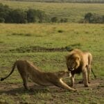 Photo Africa honeymoon