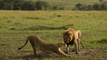Photo Africa honeymoon