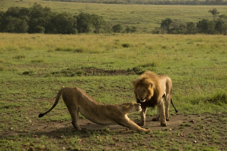 Photo Africa honeymoon