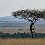 Photo Africa Serengeti Plain
