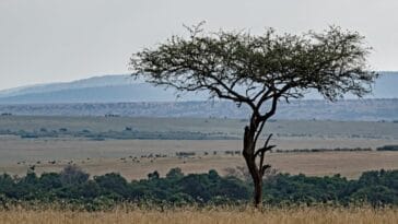 Photo Africa Serengeti Plain