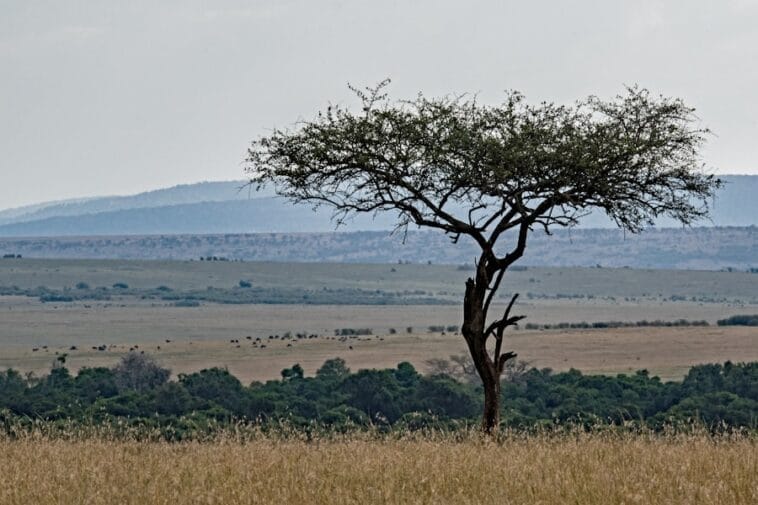 Photo Africa Serengeti Plain