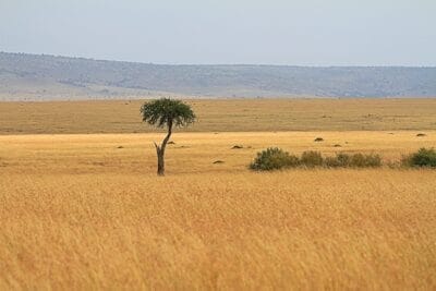 Photo Africa Serengeti Plain
